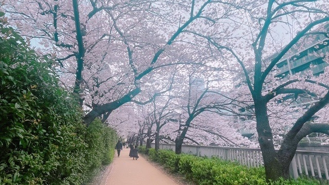 目黒川の桜（オフィス周辺散策）