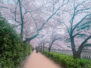オフィスの周りには桜の名所が多いです
